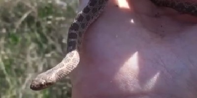 San Bernardino snake